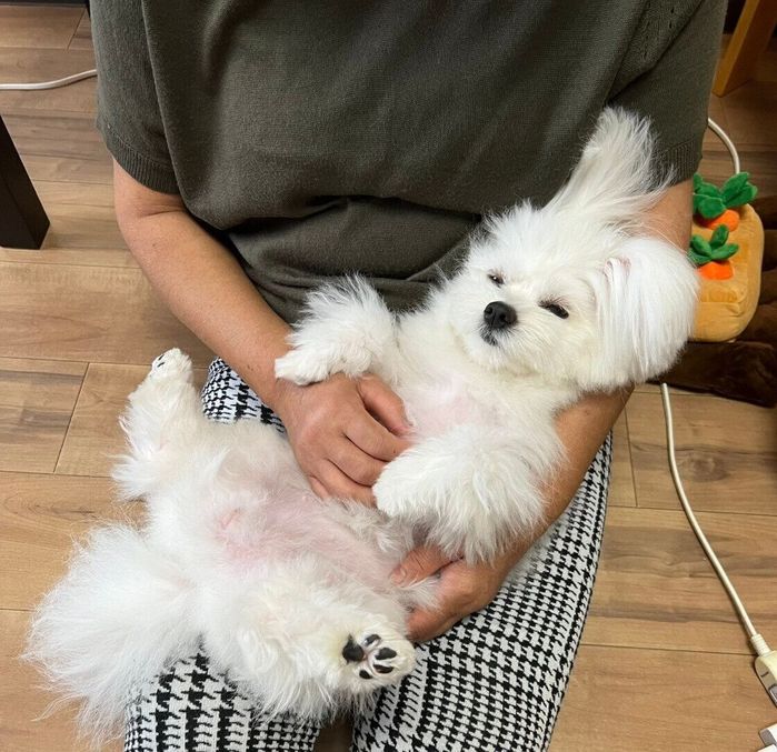 くつろぐおもちちゃん