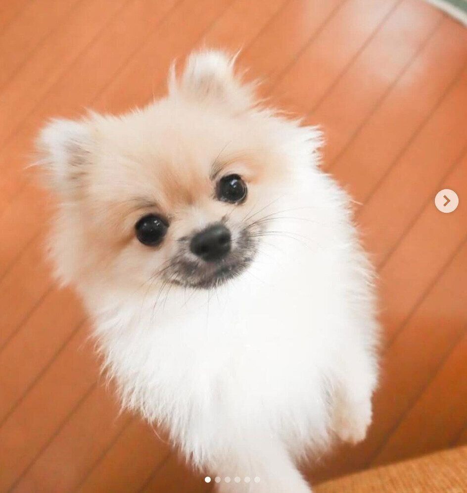 見つめるたぬ彦くん