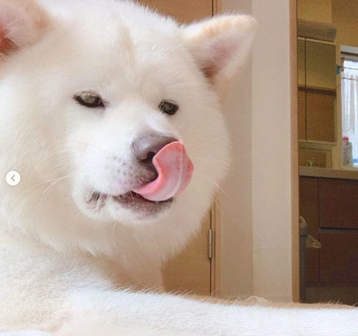 絶対中身人間やん どう見ても犬らしくない秋田犬の立ち姿がジワる いぬのきもちweb Magazine 絶対中身人間やん どう見ても犬らしくない秋田犬の立ち姿がジワる いぬのきもちweb Magazine