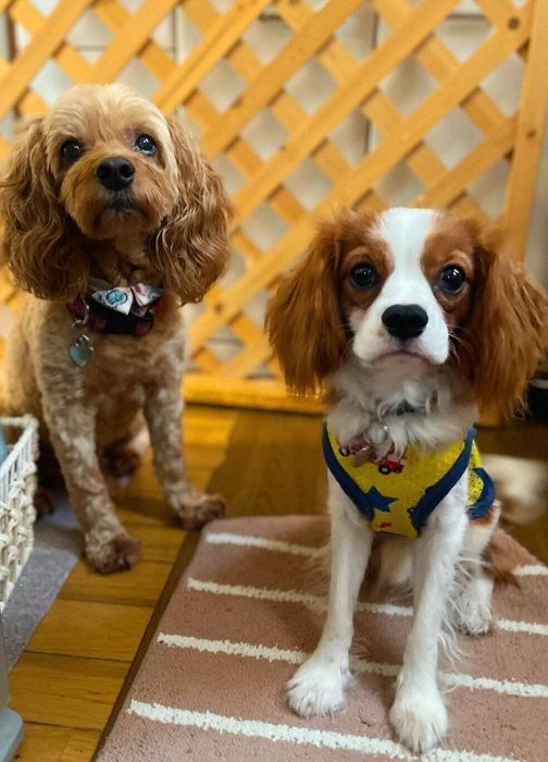 先住犬(写真:左)とキャバリア(写真:右)