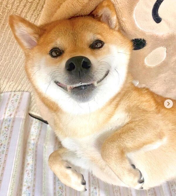 寝転がる福くん