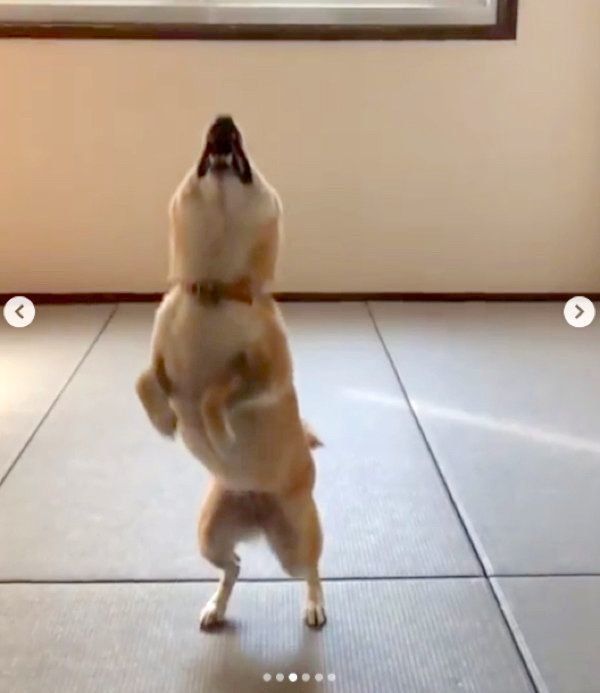 ジャンプする柴犬