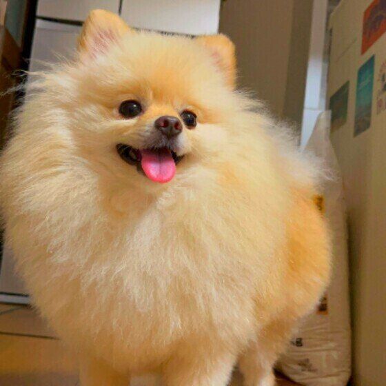 ポメラニアンのそうくん♪