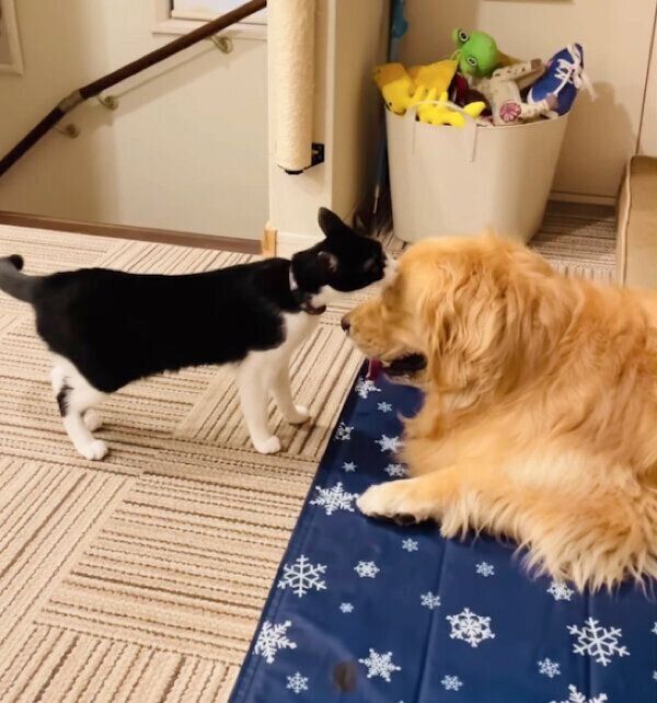 散歩から帰った犬のコメちゃんの顔をなめる猫のウメちゃん