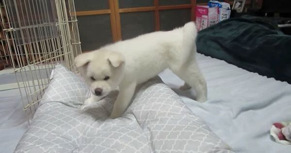 お布団ではしゃぐ秋田犬