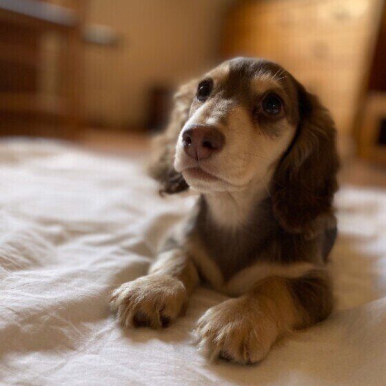 ミニチュア・ダックスフンドのチョコちゃん