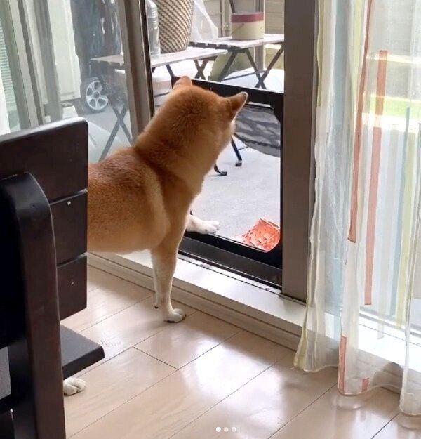 網戸を開ける練習をするこたろうくん
