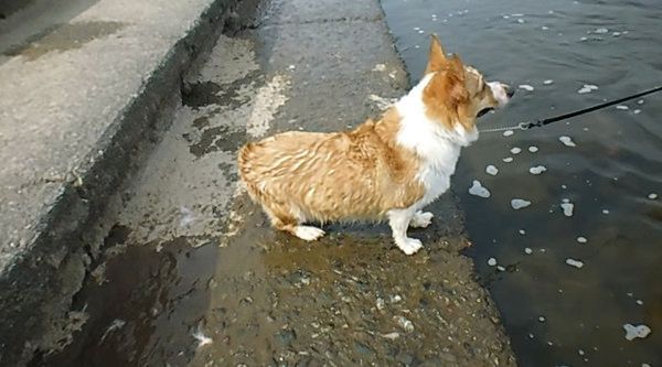 海で遊ぶ犬