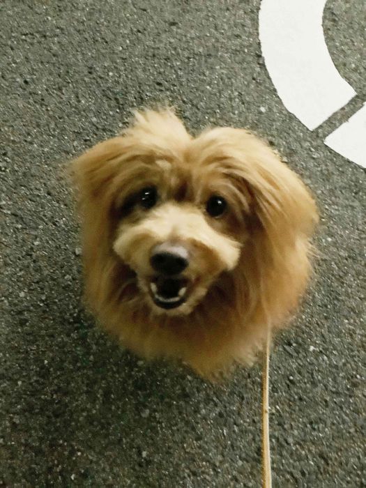 連載「こぐま犬てんすけ」
