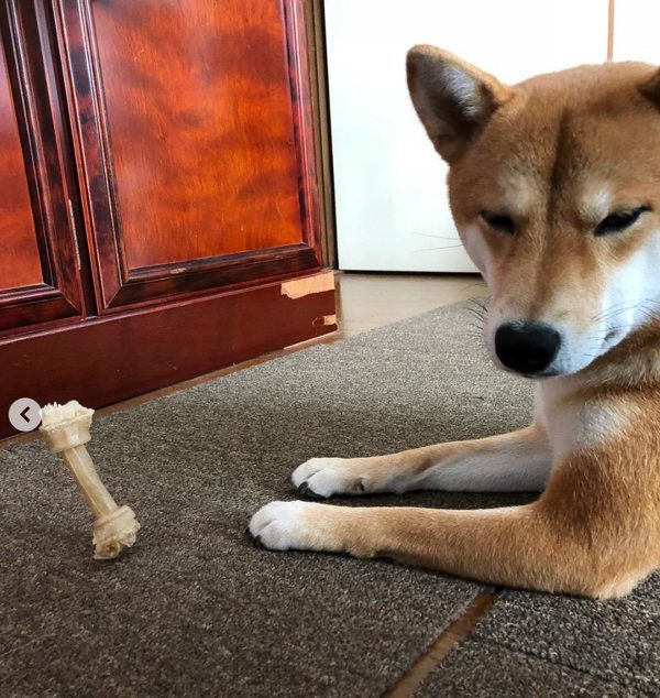 柴犬のLanaちゃん