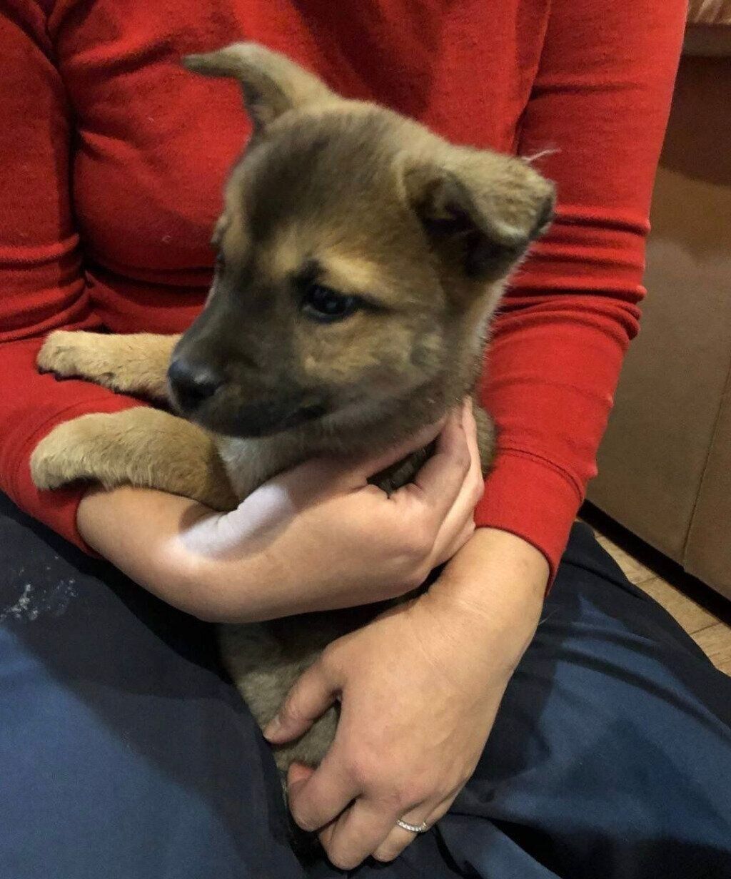 飼い主さんの家に来た初日のころんちゃん