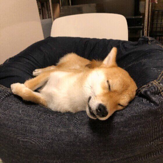 柴犬のこうちゃん