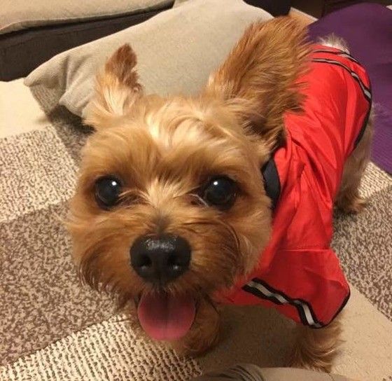 見つめるヨークシャー・テリア