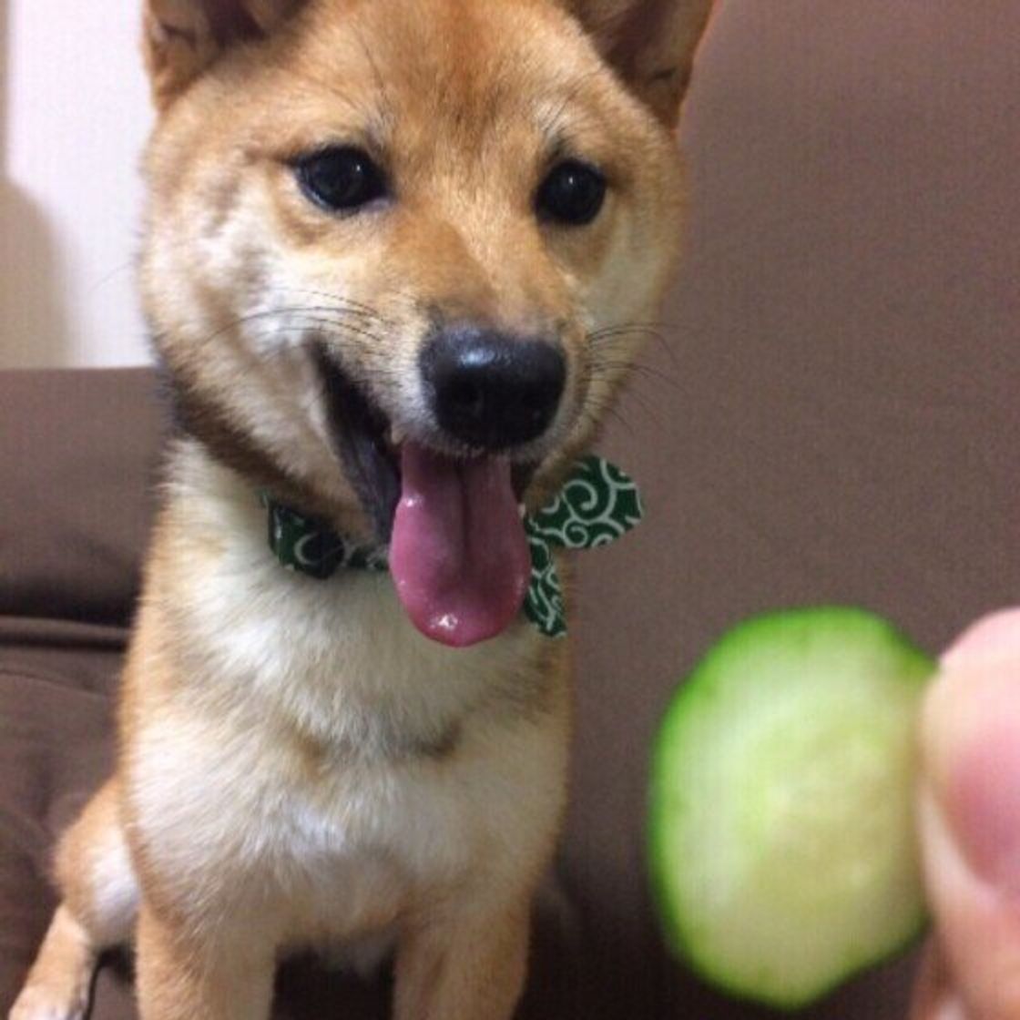 獣医師監修 犬にきゅうりを与えても大丈夫 きゅうりを食べるメリットと与え方を解説 いぬのきもちweb Magazine 獣医師監修 犬にきゅうりを与えても大丈夫 きゅうりを食べるメリットと与え方を解説 いぬのきもちweb Magazine