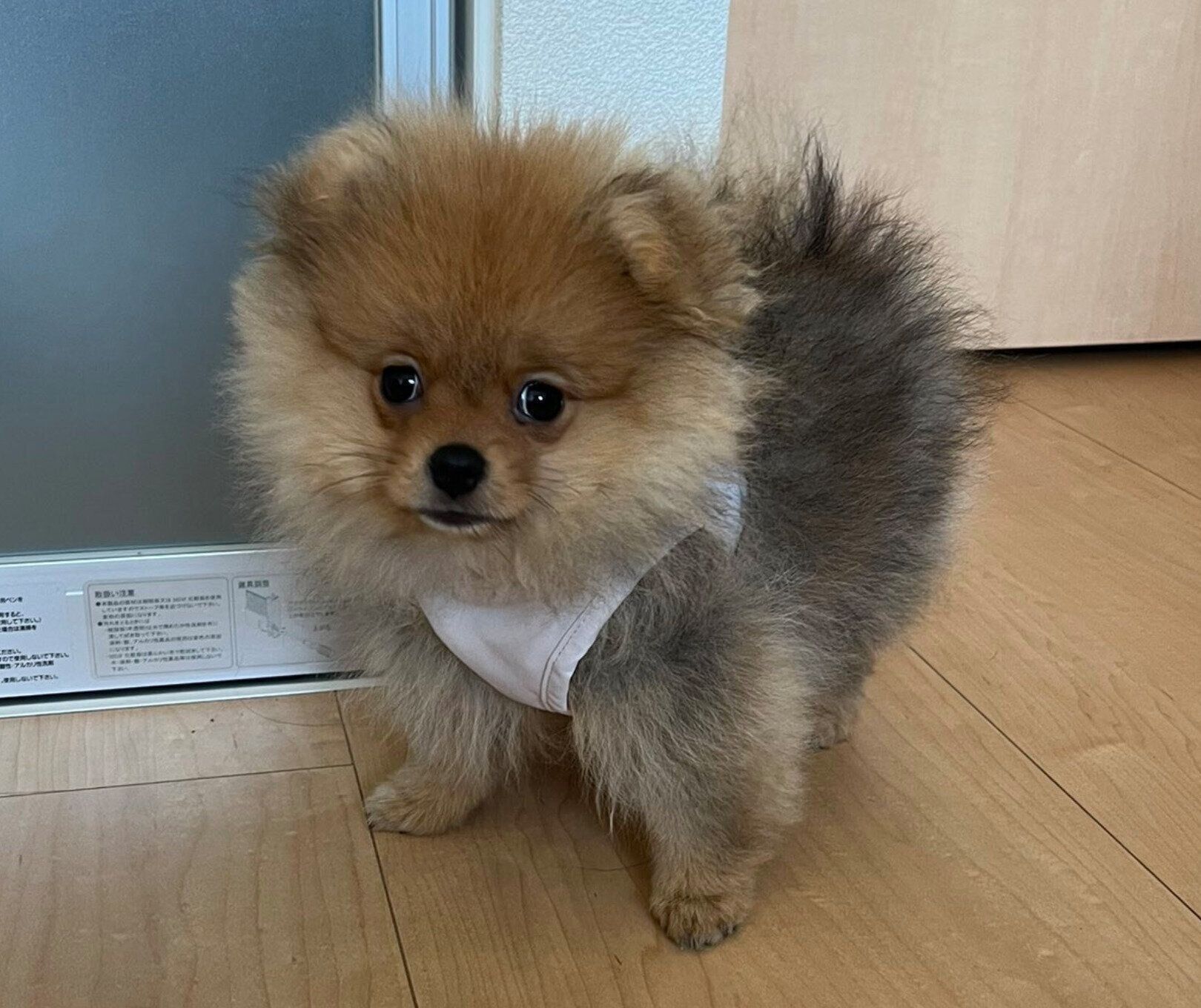 生後3カ月ごろのたわしちゃん