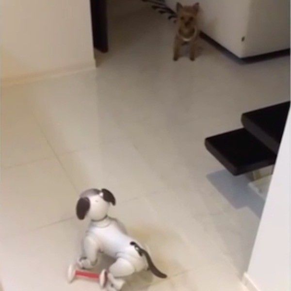 ワンコとアイボ