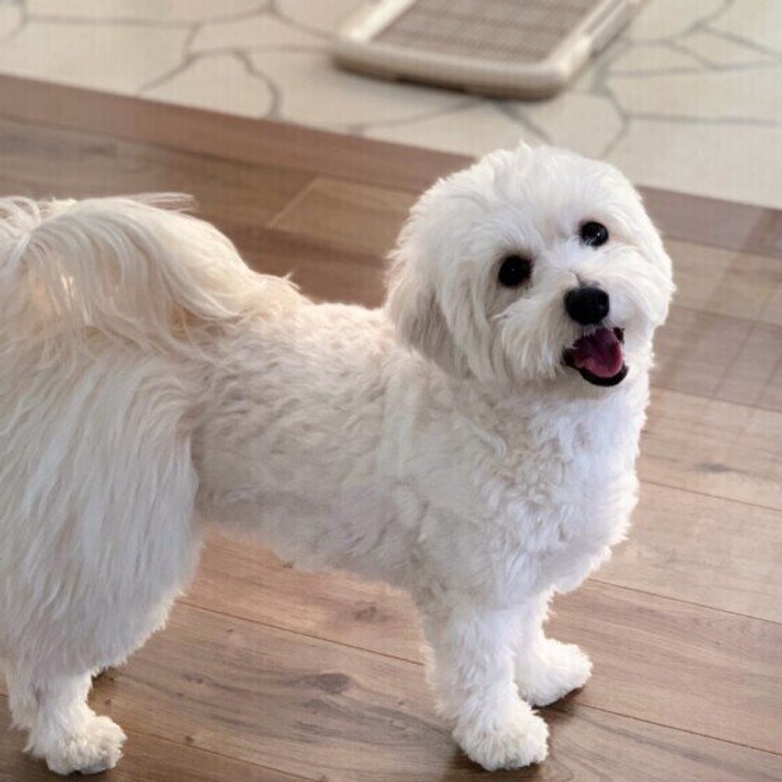 お散歩待ちで犬がリズミカルに歩く のはなぜ 犬の不思議行動の理由 いぬのきもちweb Magazine お散歩待ちで犬がリズミカルに歩く のはなぜ 犬の不思議行動の理由 いぬのきもちweb Magazine