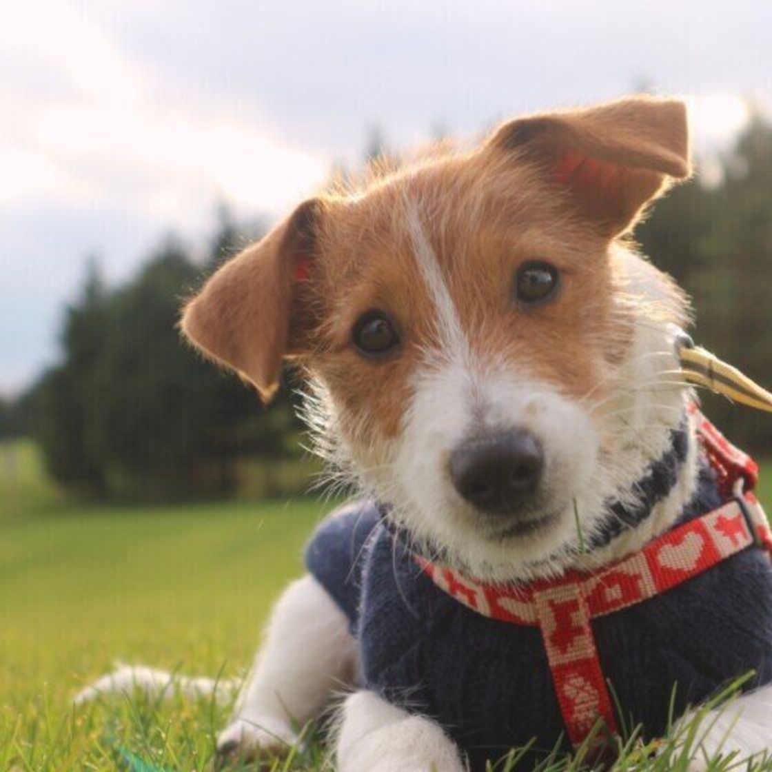 愛犬の名前は入ってる 年人気名前ランキング オス犬部門 いぬのきもちweb Magazine 愛犬の名前は入ってる 年人気名前ランキング オス犬部門 いぬのきもちweb Magazine