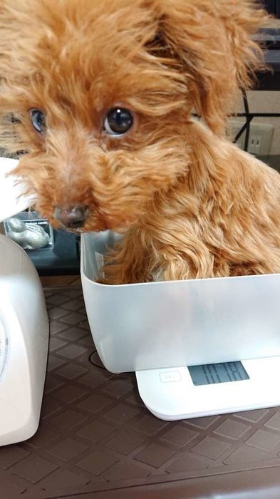 犬の食事を変えたきっかけはナニ?