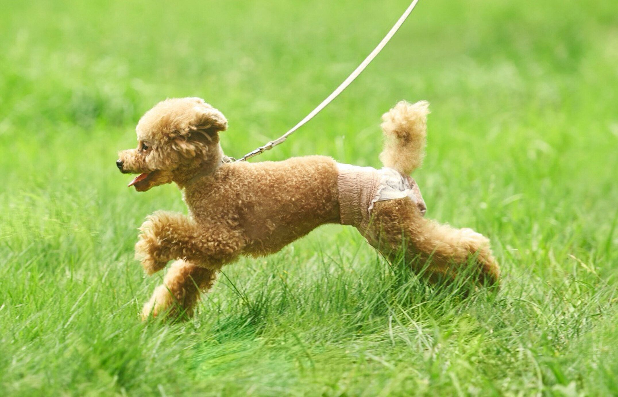 エリエールペット　キミおもい　アクティブウェア　犬のおむつ
