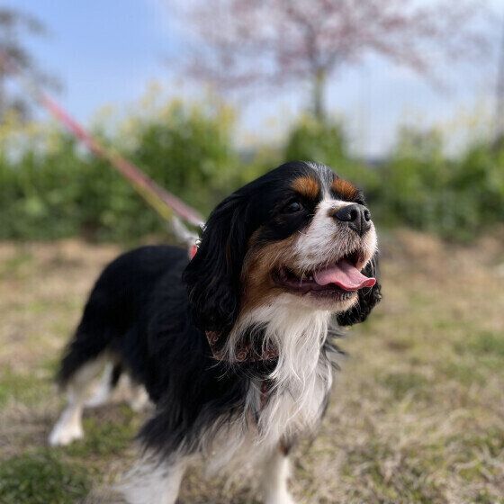 キャバリア・キング・チャールズ・スパニエルのこむぎちゃん