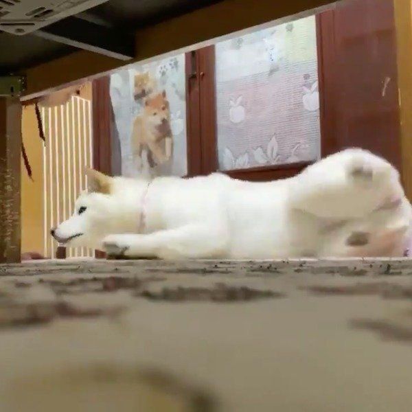 靴下を取られたはるちゃん