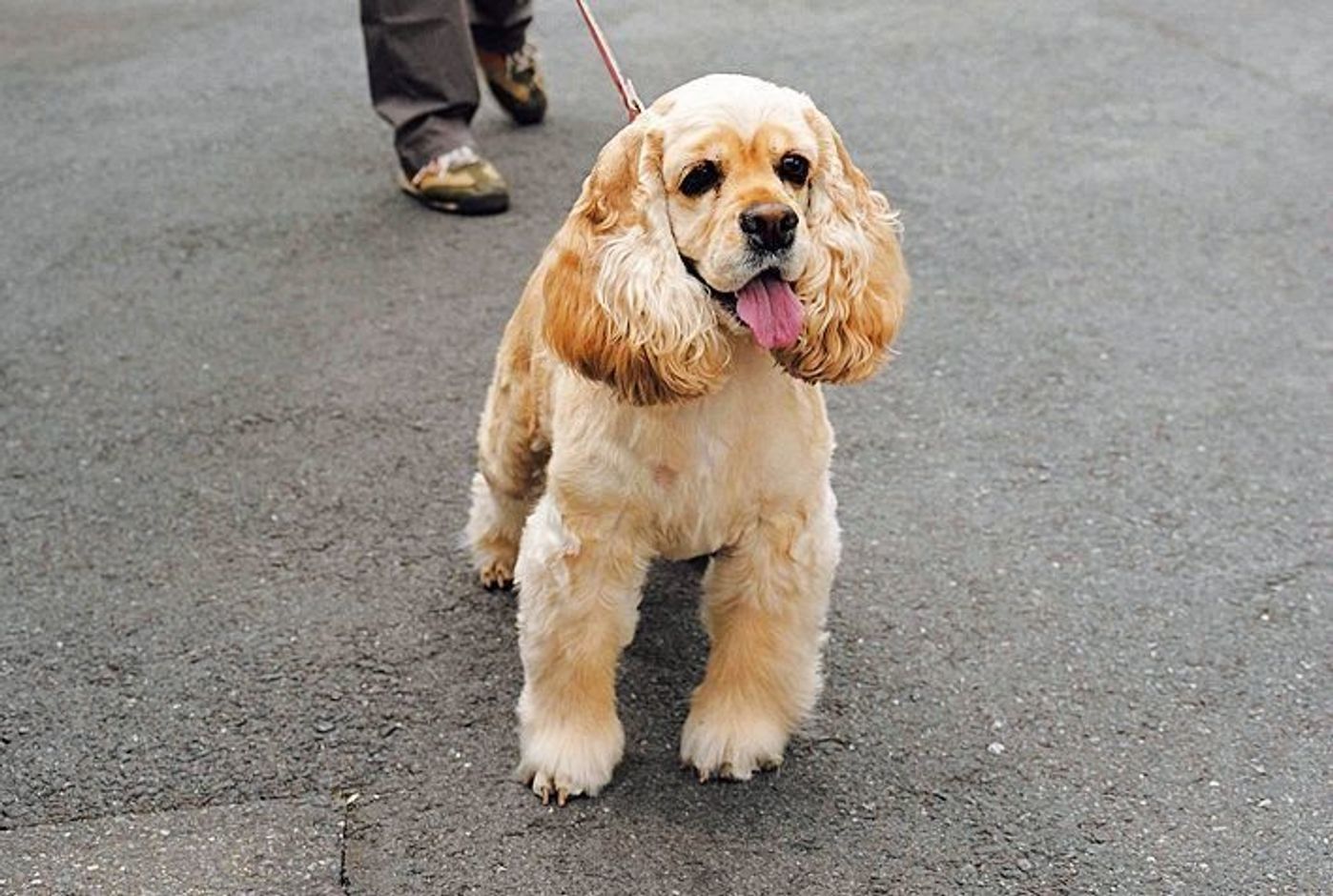 ボール遊び 引っ張りっこが一番好きな意外な犬種とは いぬのきもちweb Magazine ボール遊び 引っ張りっこが一番好きな意外な犬種とは いぬのきもちweb Magazine