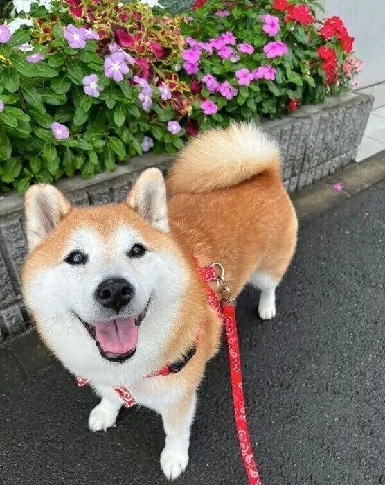 写真を撮るときにニコニコと笑ってくれるまるちゃん