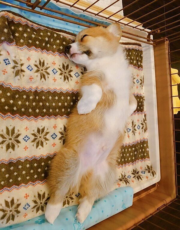 眠るぶんたくん