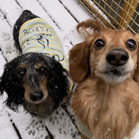 犬が雪を食べても平気なの？ 雪をパクパク食べる場合の注意点を獣医師に聞いた いぬのきもち