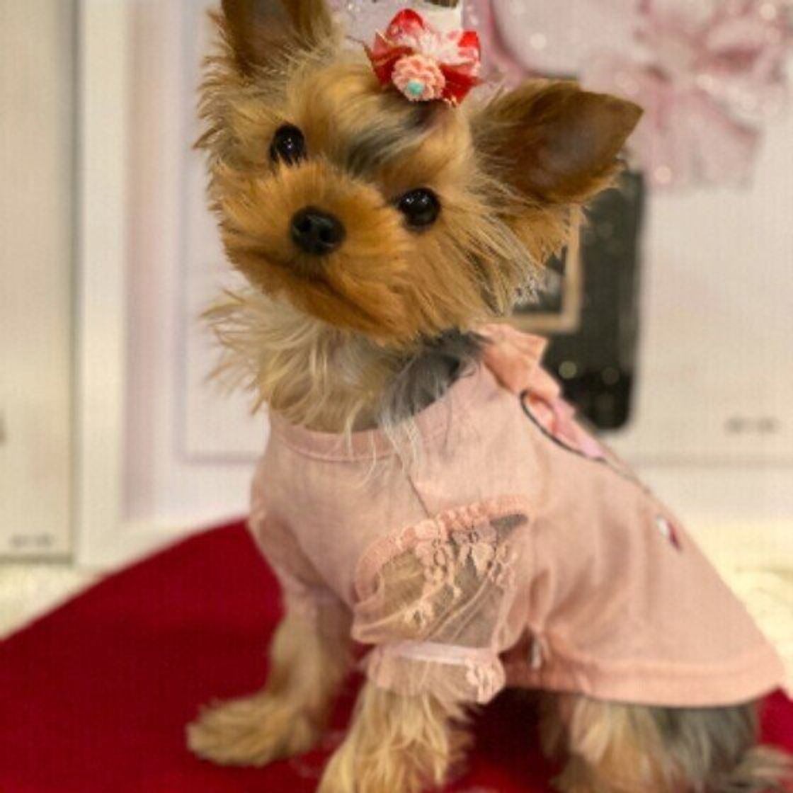 22年に流行る犬の名前は 犬の名前ランキングtop 21年版 いぬのきもちweb Magazine 22年に流行る犬の名前は 犬の名前ランキングtop 21年版 いぬのきもちweb Magazine