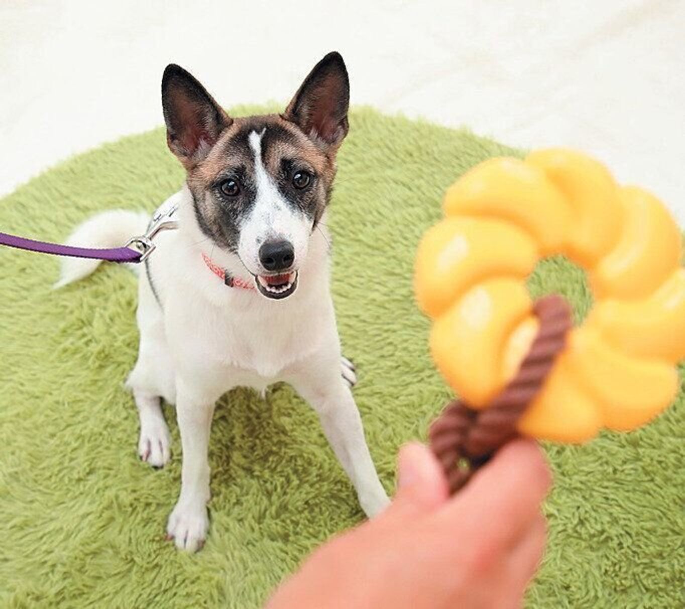 動画つき 愛犬と絆が深まる 引っ張りっこ遊び コツは3つだけ いぬのきもちweb Magazine 動画つき 愛犬と絆が深まる 引っ張りっこ遊び コツは3つだけ いぬのきもちweb Magazine