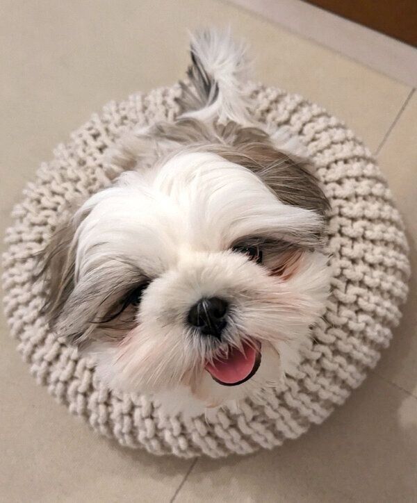 笑顔が可愛いうめまるくん