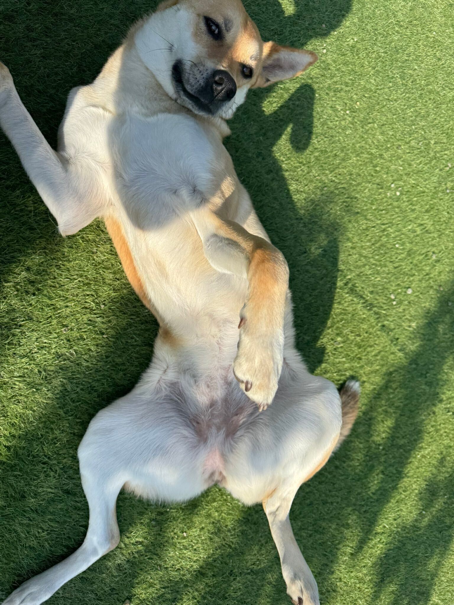 寝転がるステラちゃん