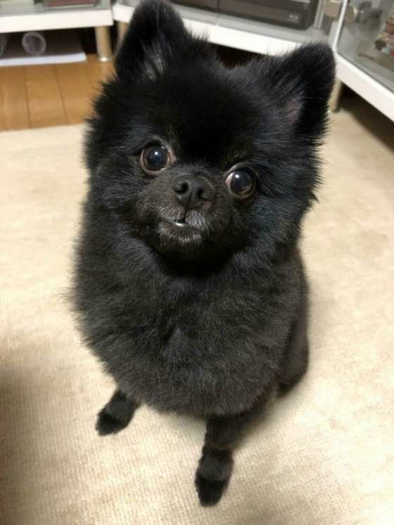 かわいいポメラニアン