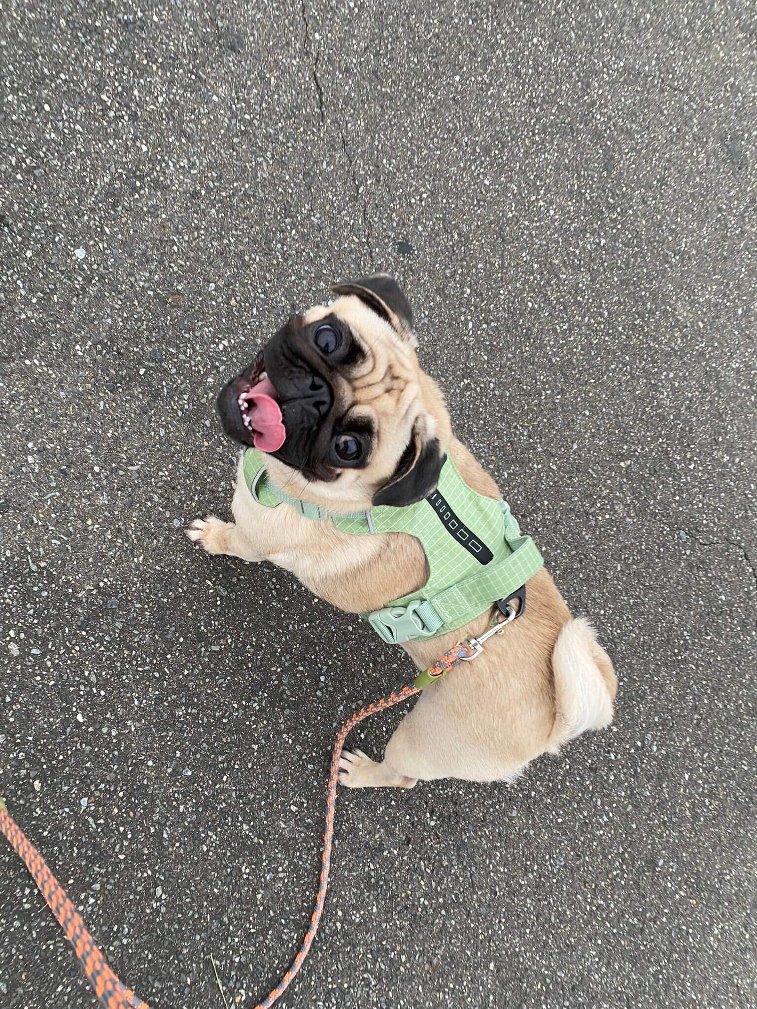 散歩中に飼い主を見上げるパグ