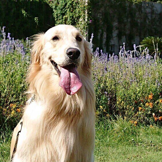 笑顔のゴールデン・レトリーバー