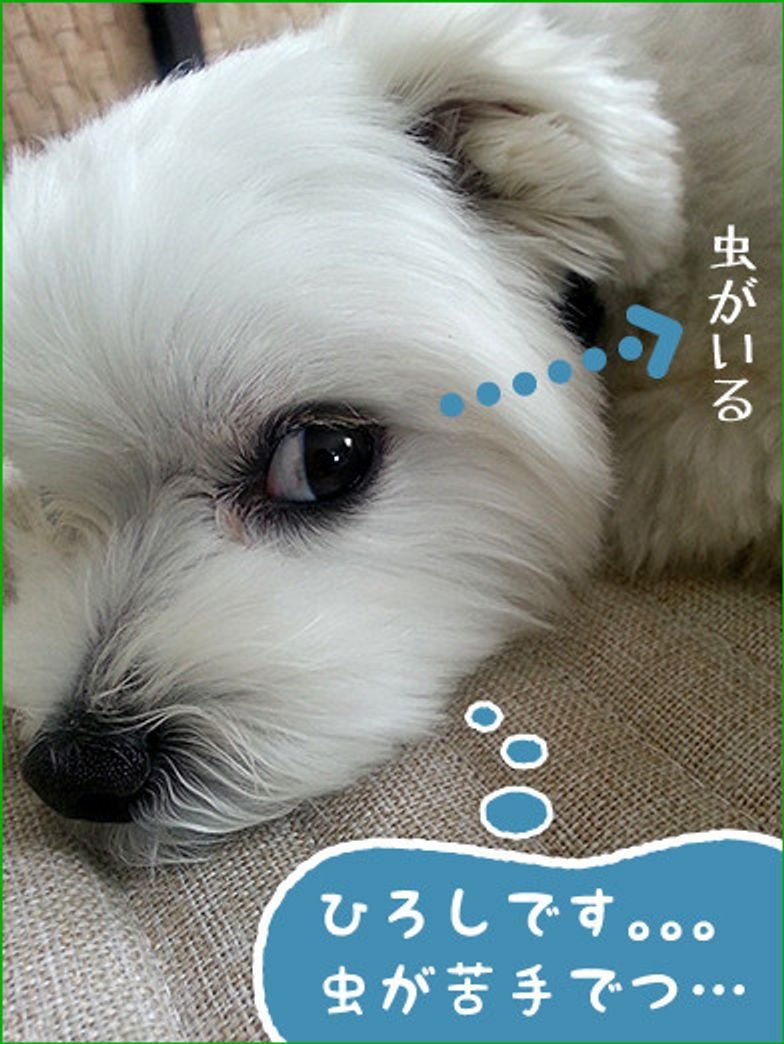 虫がきらい なの ひろしです ヘタレじゃないでつ いぬのきもちweb Magazine 虫がきらい なの ひろしです ヘタレじゃないでつ いぬのきもちweb Magazine