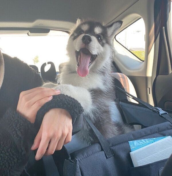 お迎え当日の車内でのウルリくん