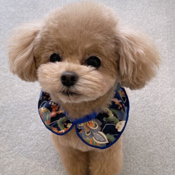 トイ・プードルのマロンくん♪