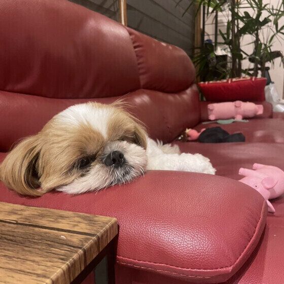 ソファーでお昼寝中のシー・ズー