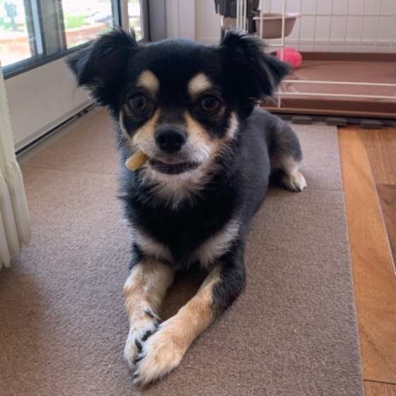 おやつを食べるチワワ