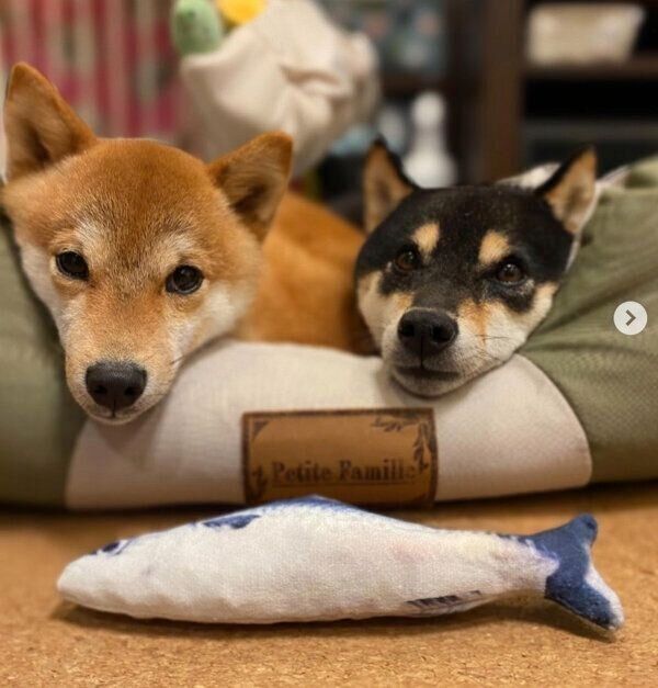 仲良しなおはぎくん、おでんくん