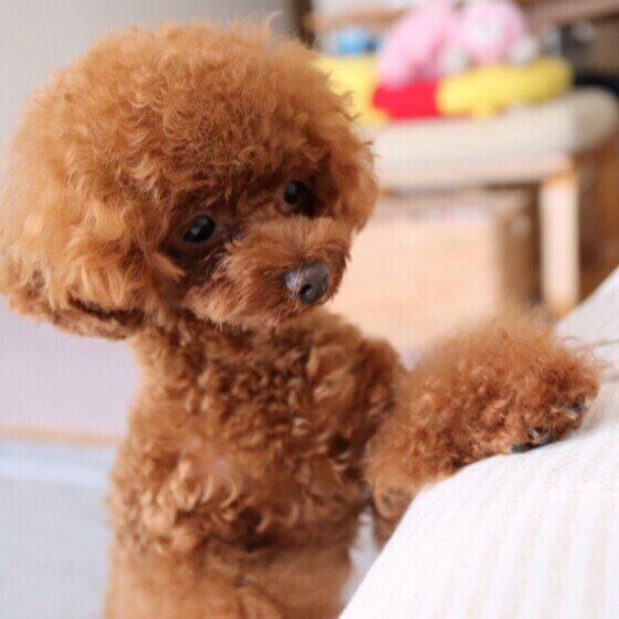 おもちゃを見つめるトイ・プードル