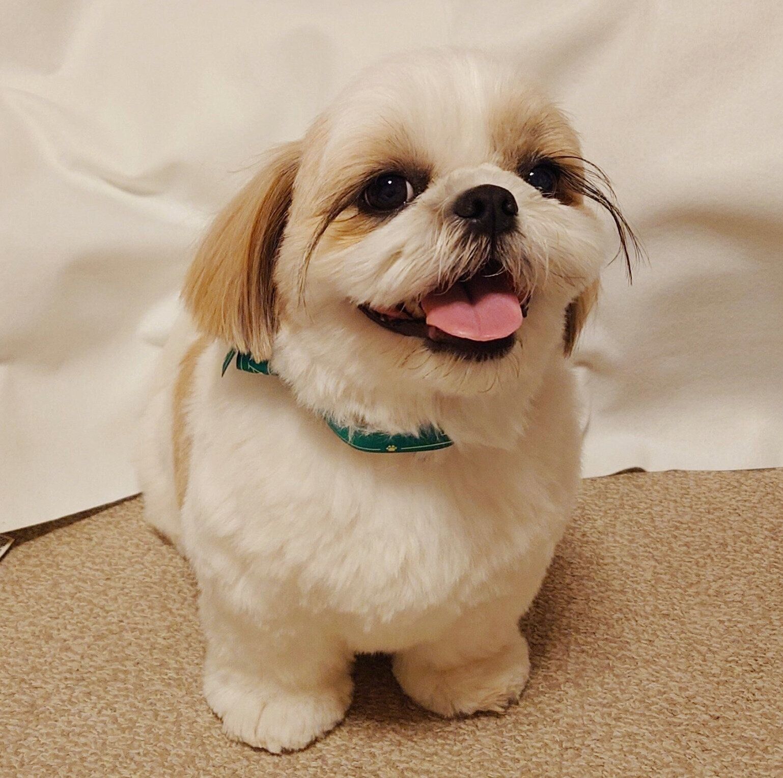 笑顔が可愛いシエニちゃん