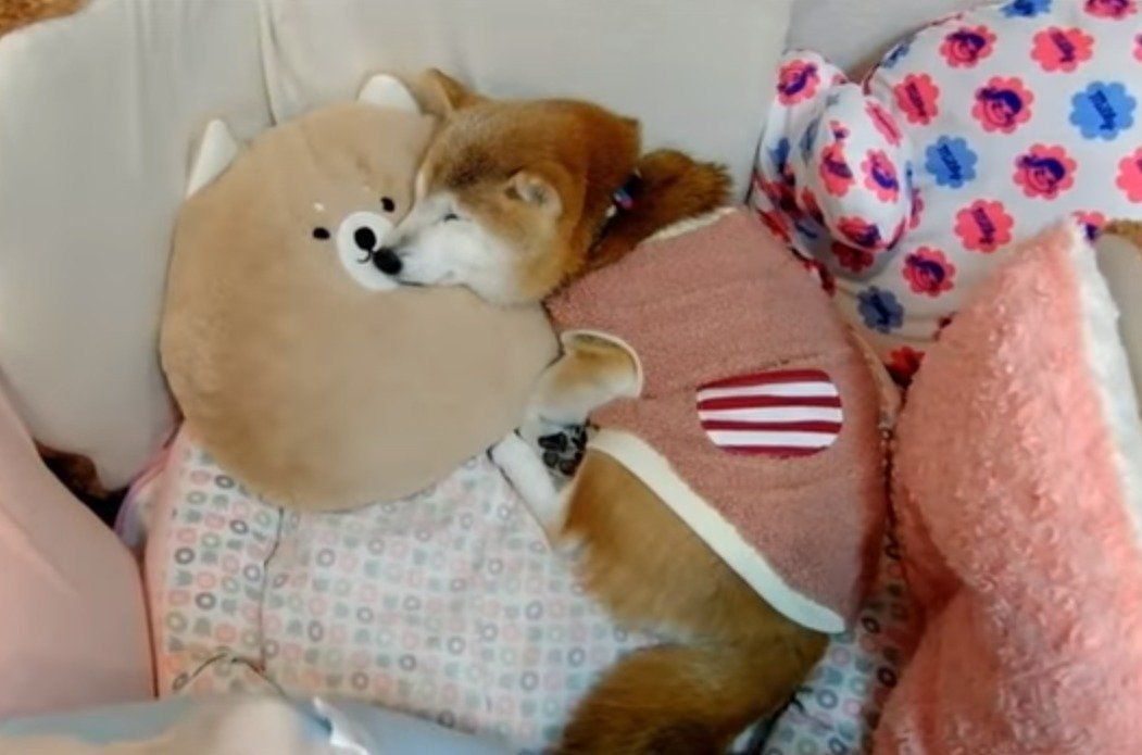 眠る柴犬