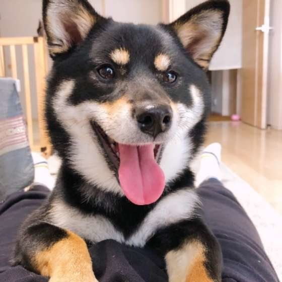 おやつをねだる柴犬