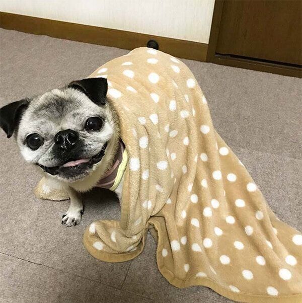 毛布を引きずるめーちゃん