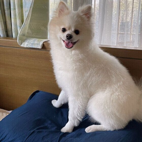 ポメラニアンのまろくん