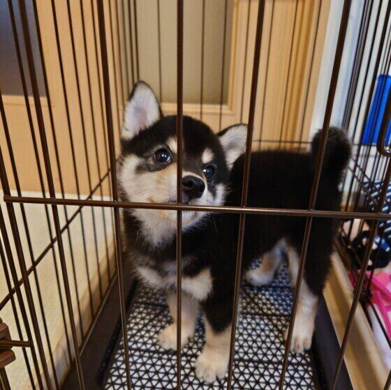 ケージに入る柴犬